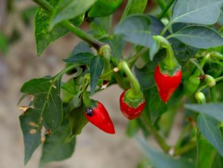 red_chillies