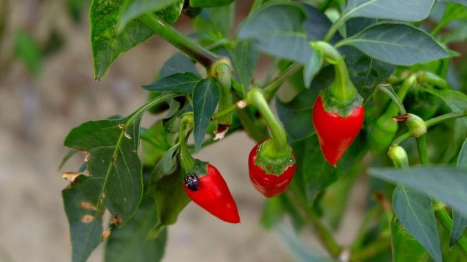 red_chillies