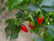 red_chillies