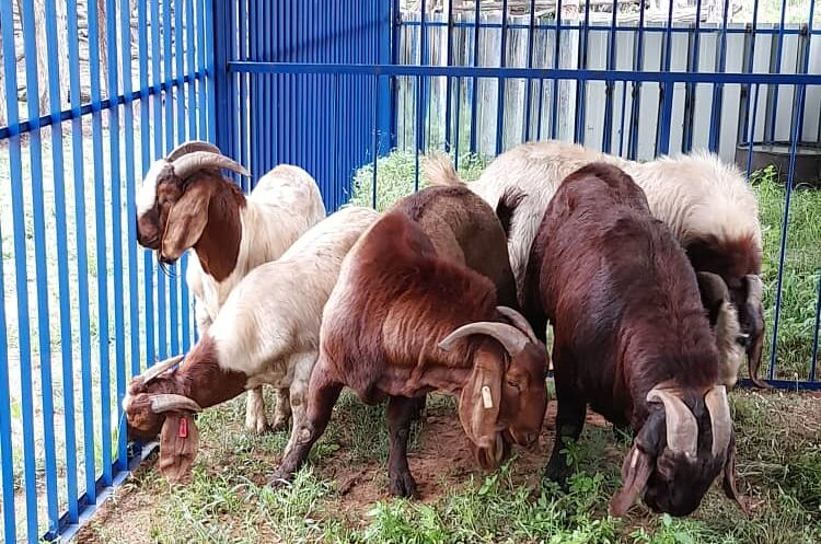 How to import Boer goats from South Africa - The Periscope Report